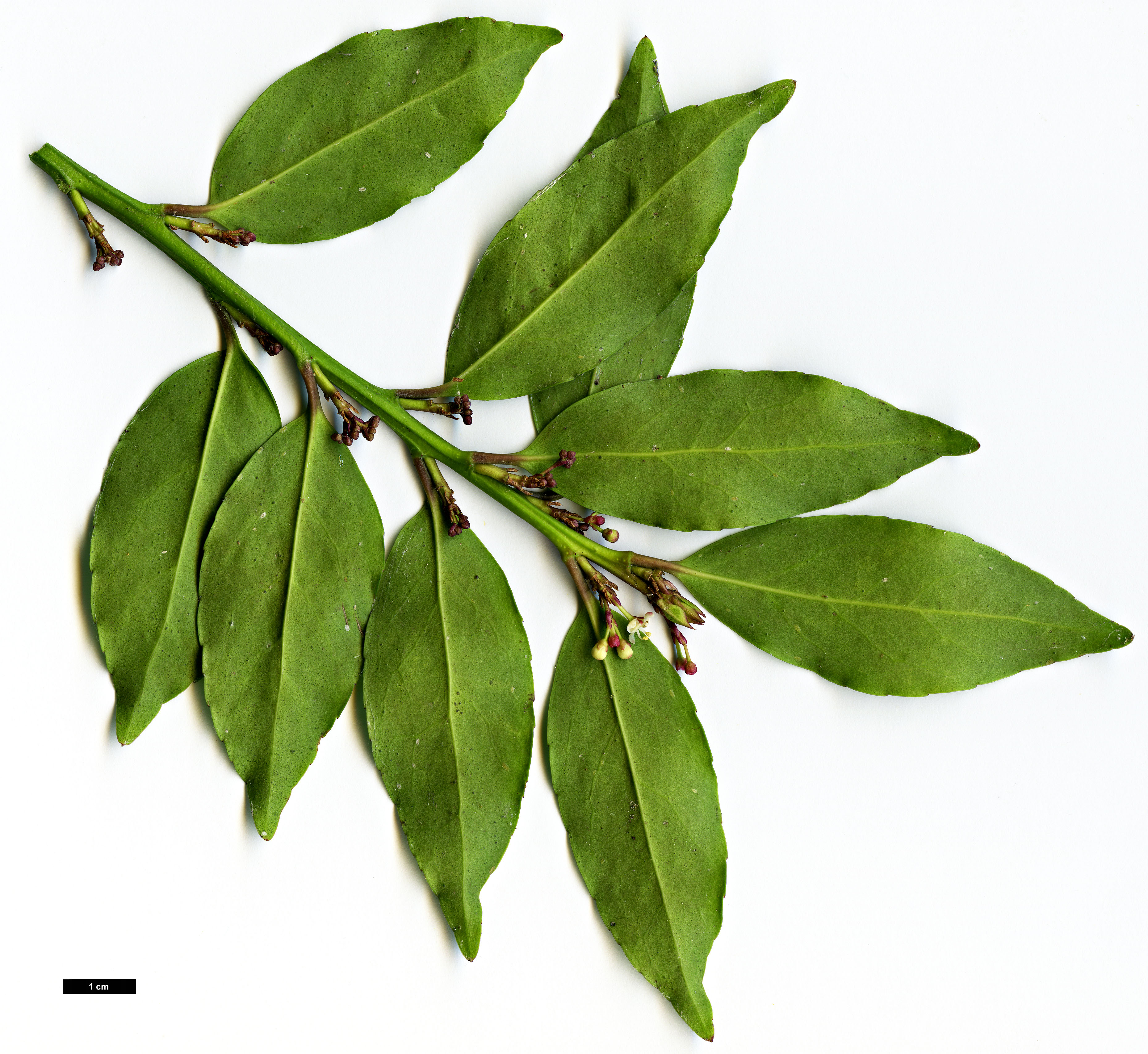 High resolution image: Family: Aquifoliaceae - Genus: Ilex - Taxon: ×makinoi (I.leucoclada × I.rugosa)